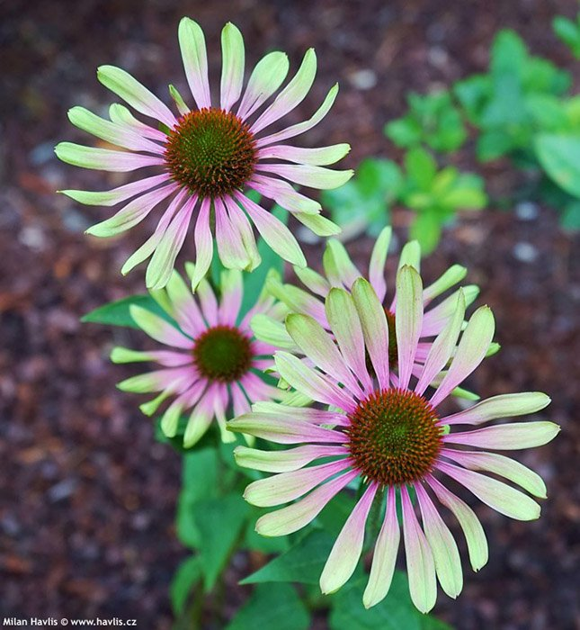 Превью изображения