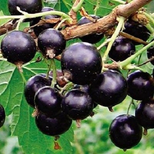 Превью изображения