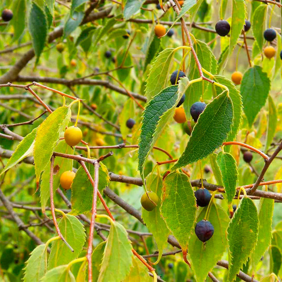 Превью изображения