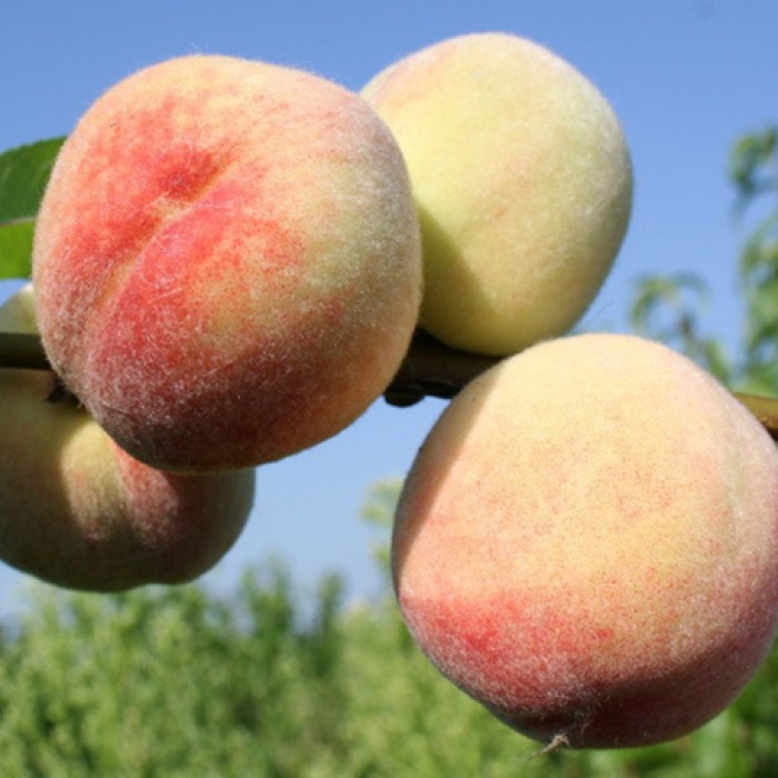 Превью изображения