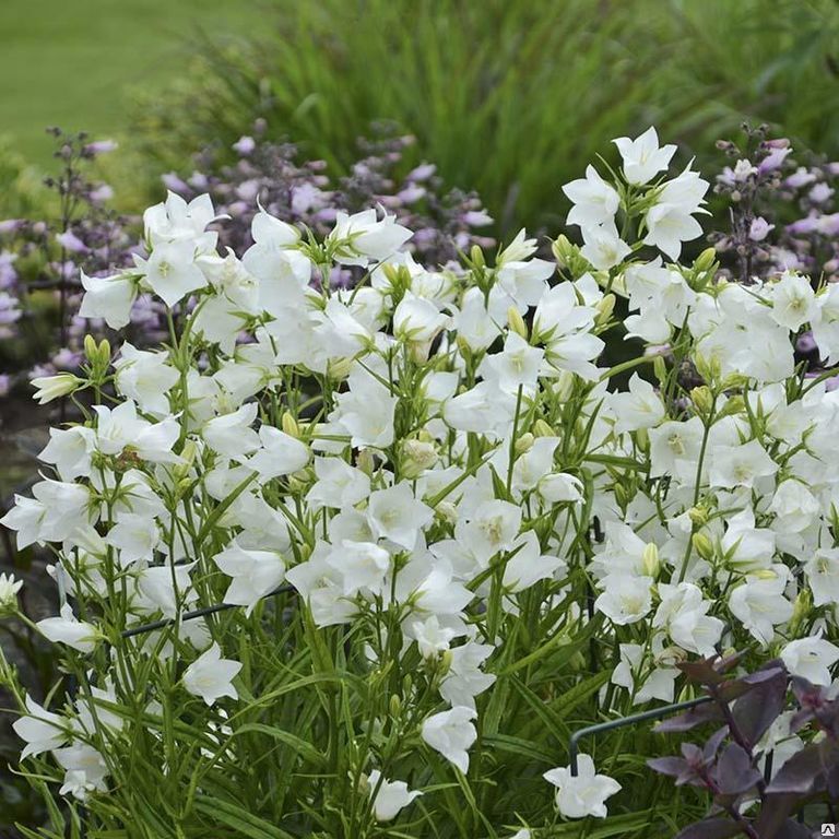 Превью изображения