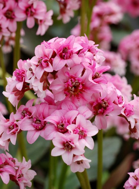 Превью изображения