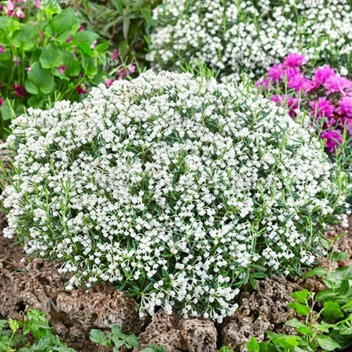 Превью изображения