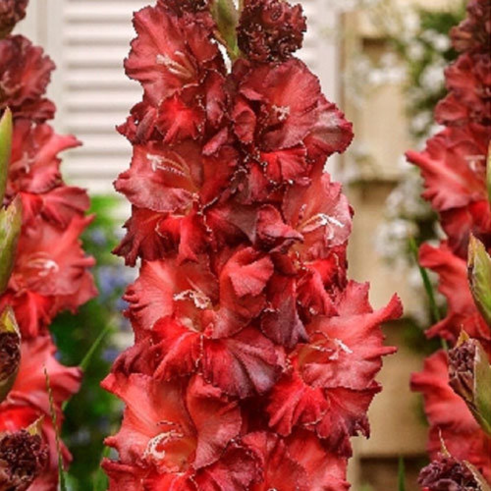 Превью изображения