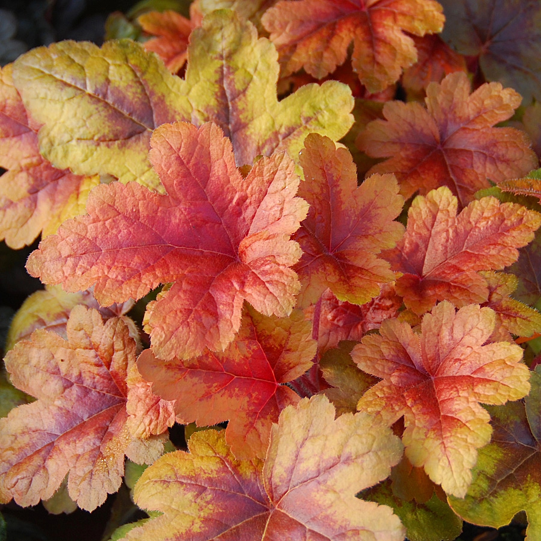 Превью изображения