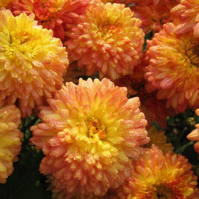 Превью изображения