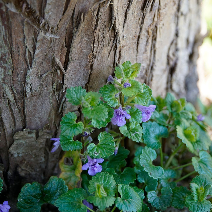 Превью изображения
