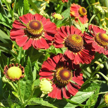 Превью изображения