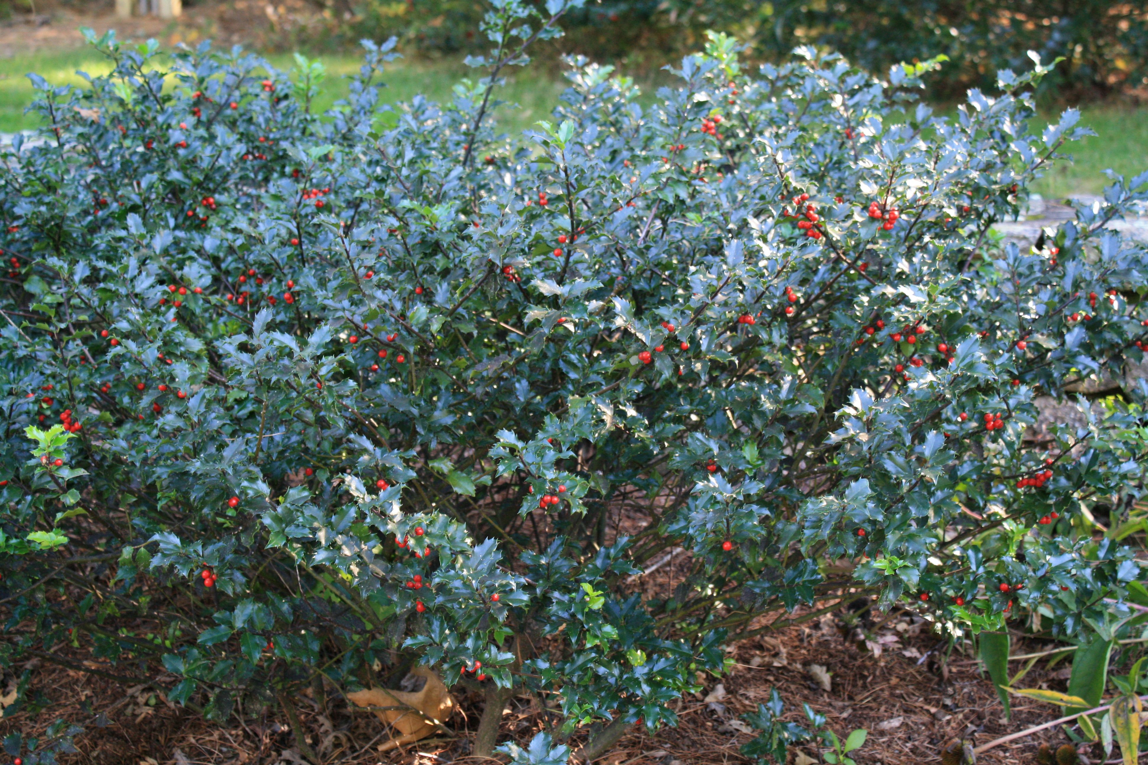 Превью изображения