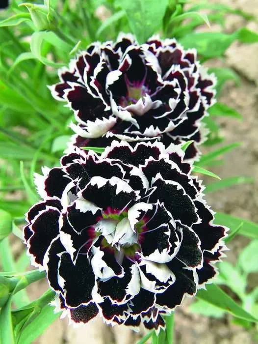 Превью изображения