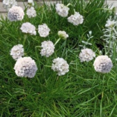 Превью изображения