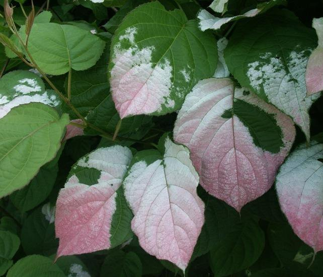 Превью изображения