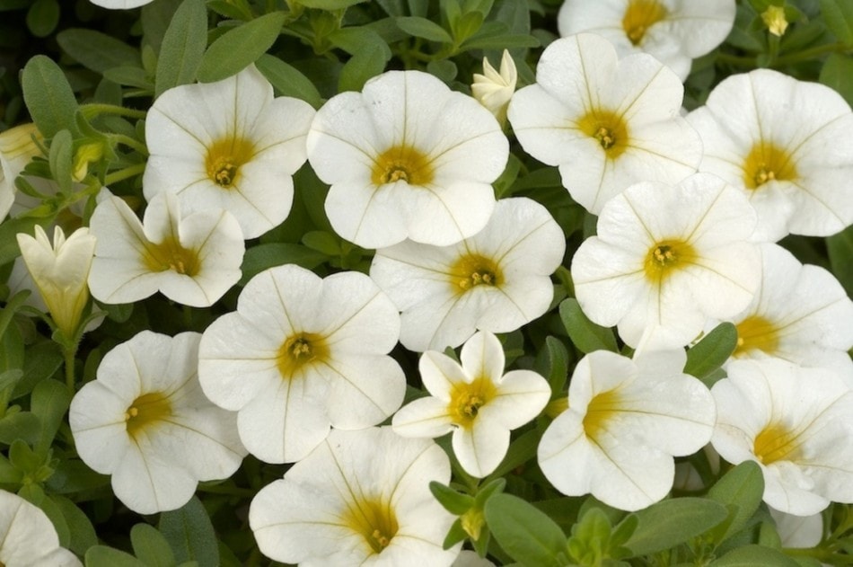 Превью изображения