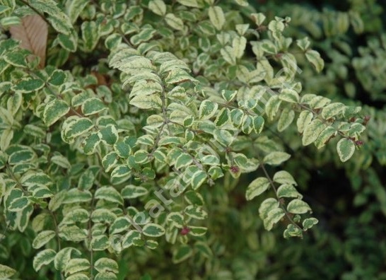 Превью изображения