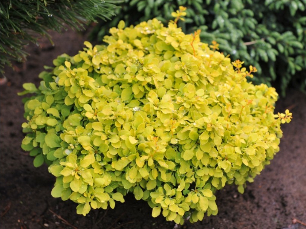 Превью изображения