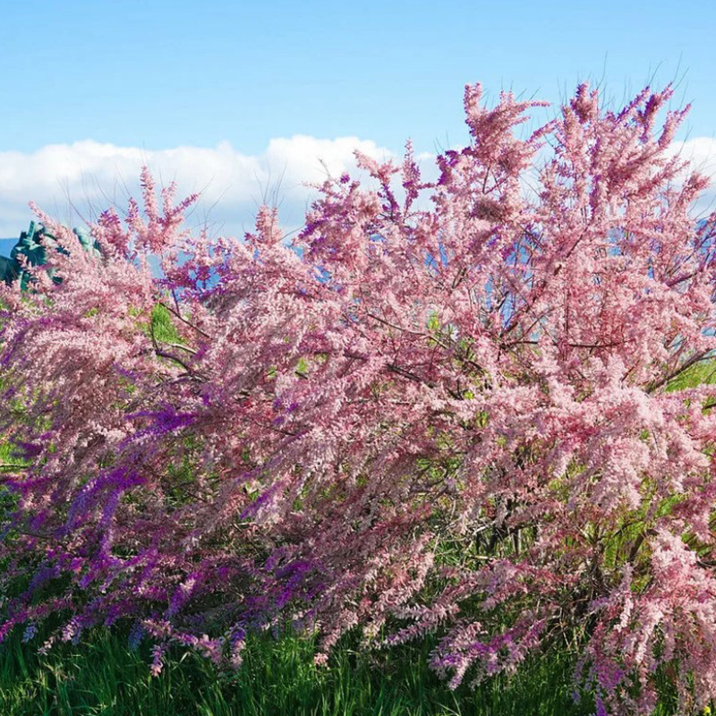 Превью изображения