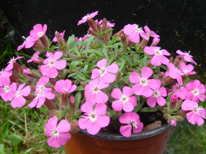 Превью изображения