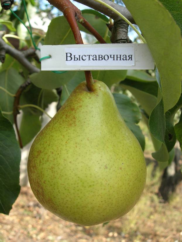 Превью изображения