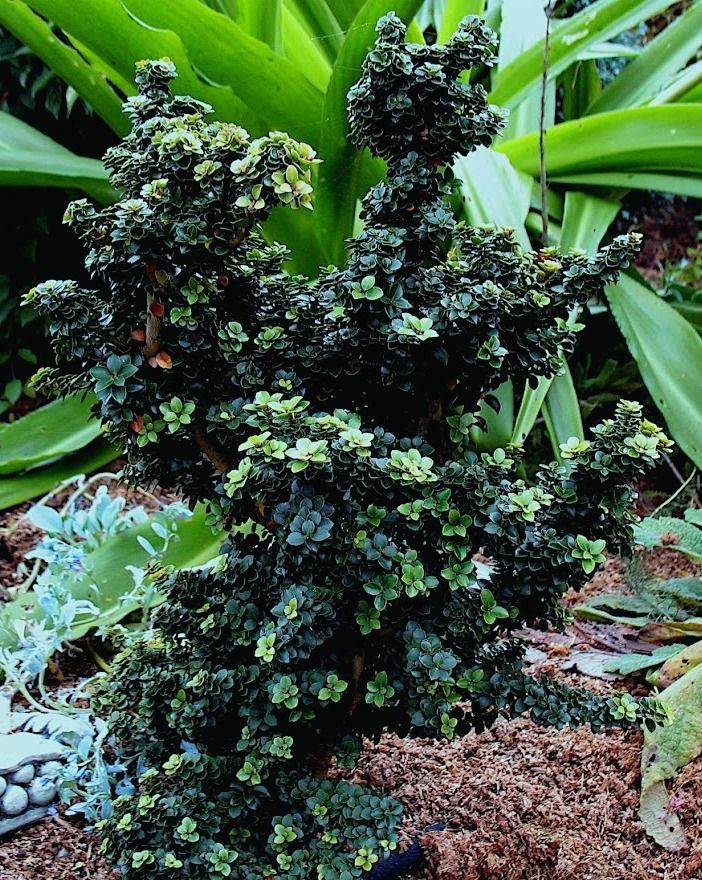 Превью изображения