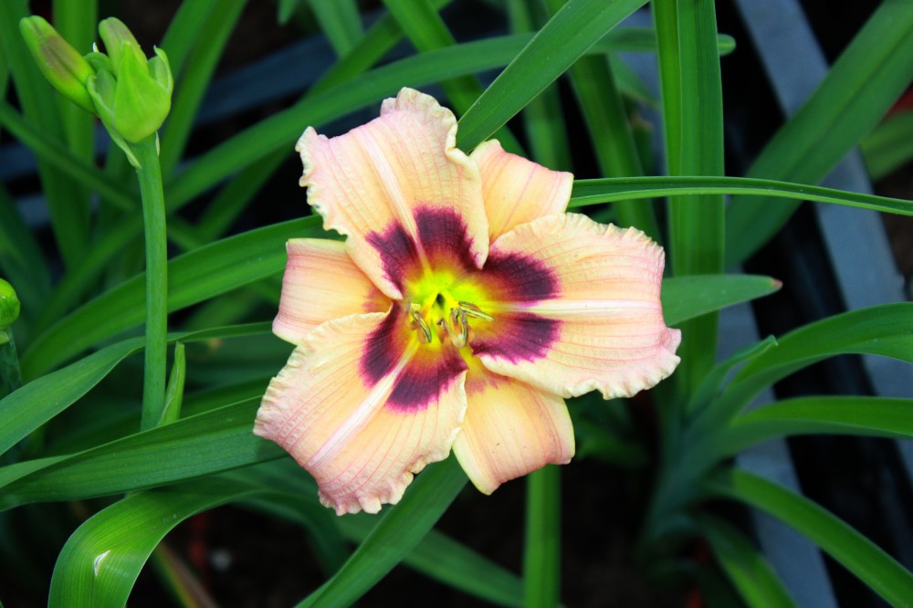 Превью изображения