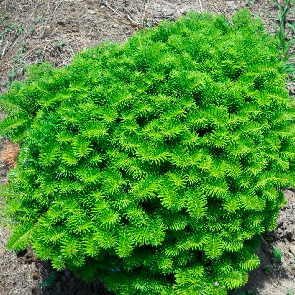 Превью изображения