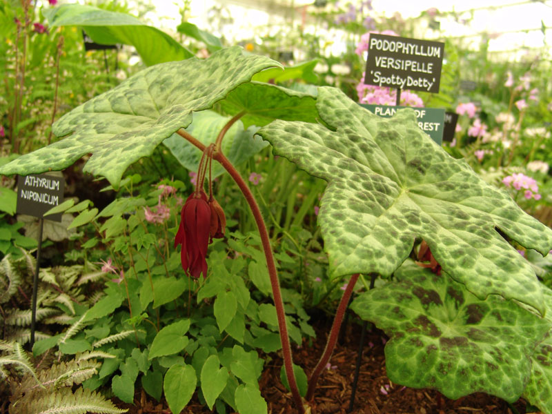 Превью изображения