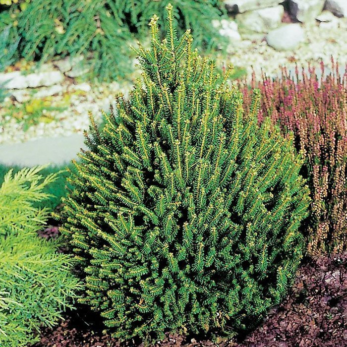 Превью изображения