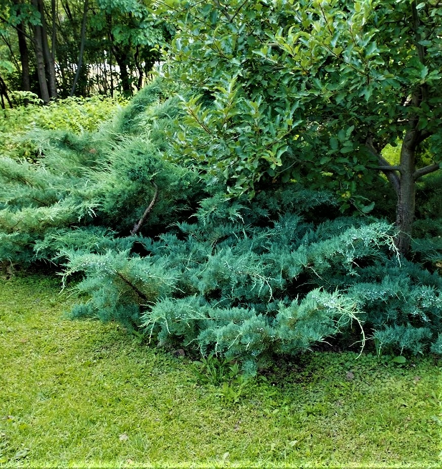 Превью изображения