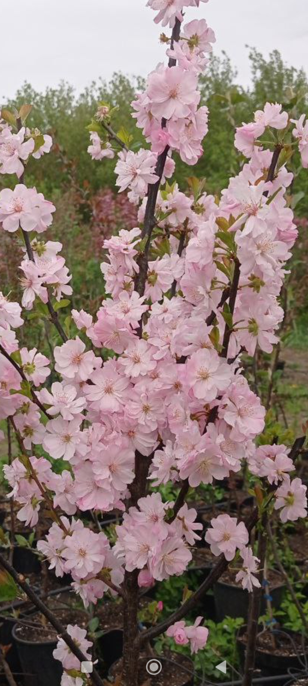 Превью изображения