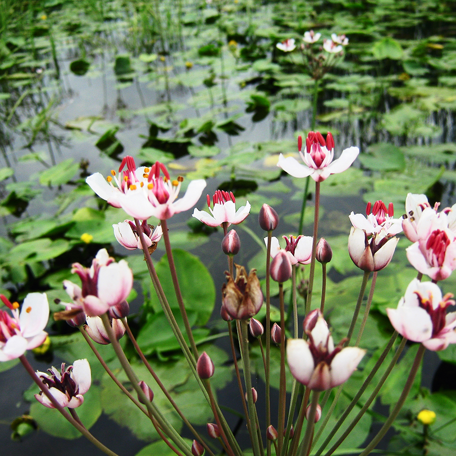 Превью изображения