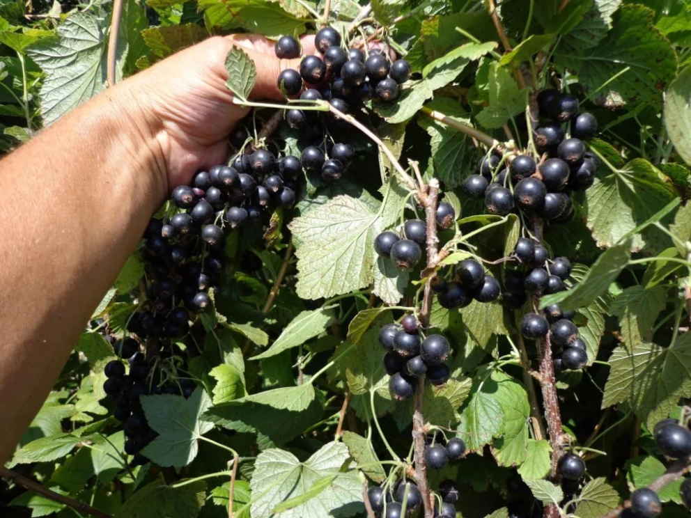 Превью изображения