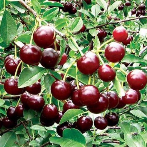 Превью изображения