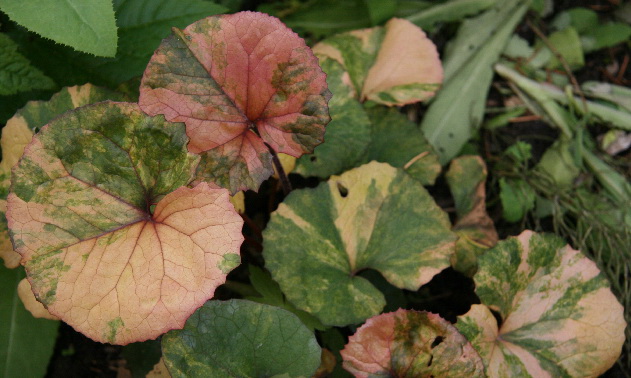 Превью изображения