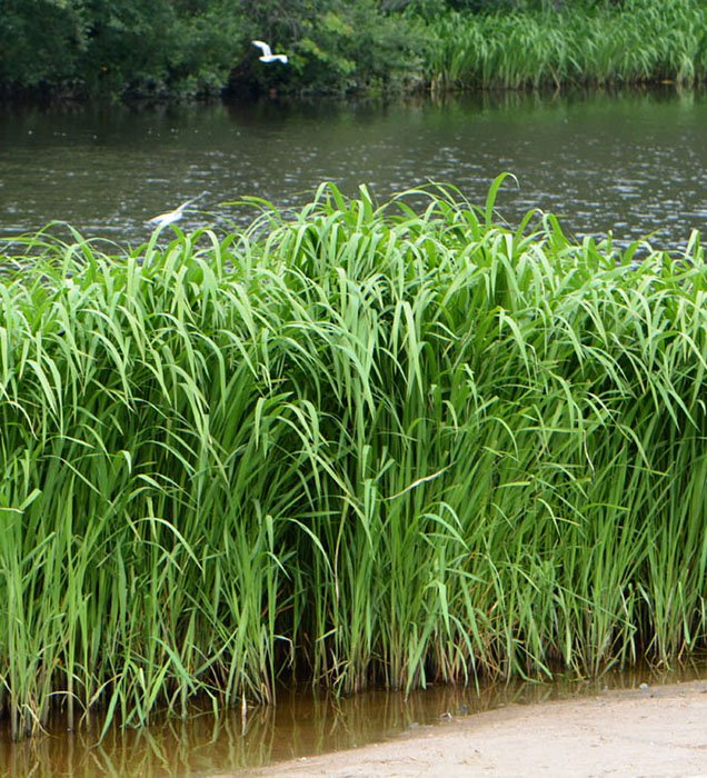 Превью изображения