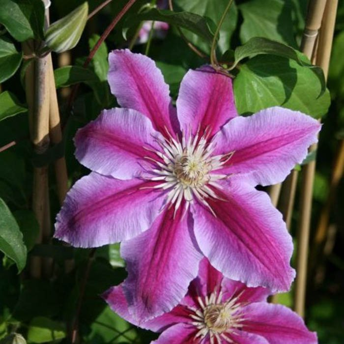 Превью изображения