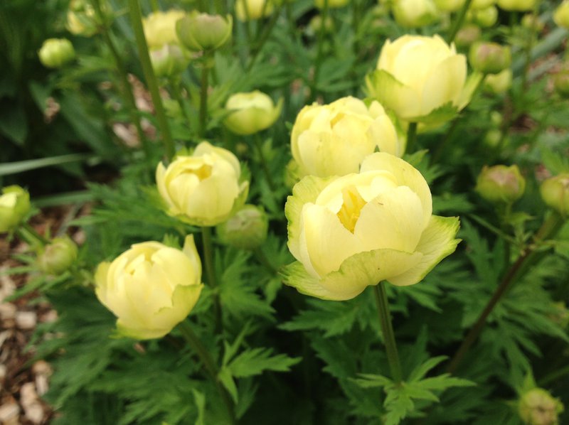 Превью изображения