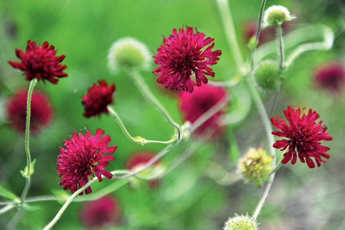 Превью изображения