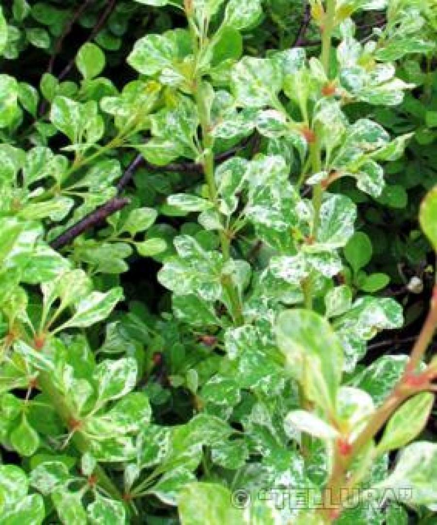 Превью изображения