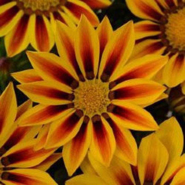 Превью изображения