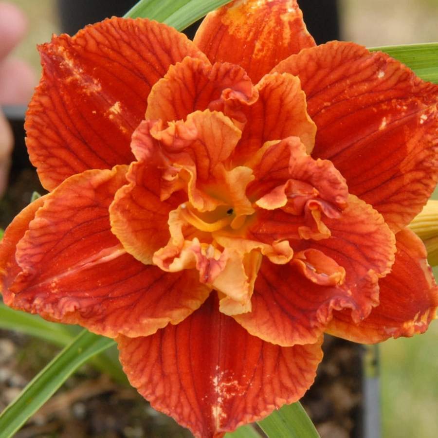 Превью изображения