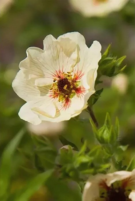 Превью изображения