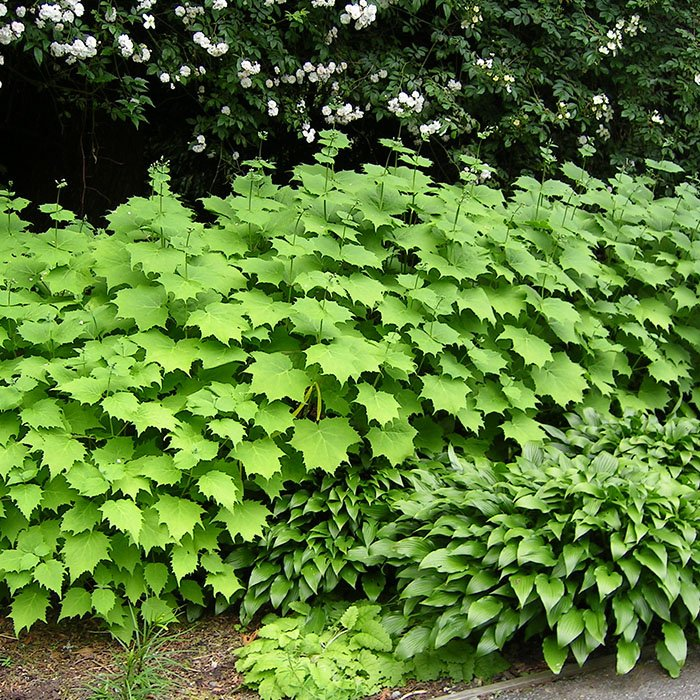 Превью изображения