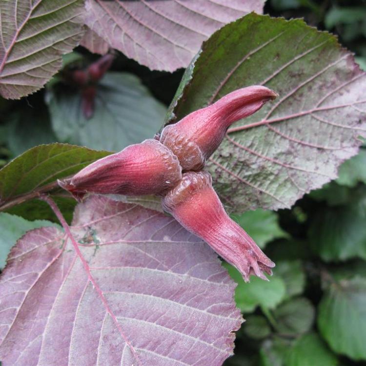 Превью изображения