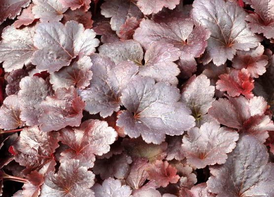 Превью изображения