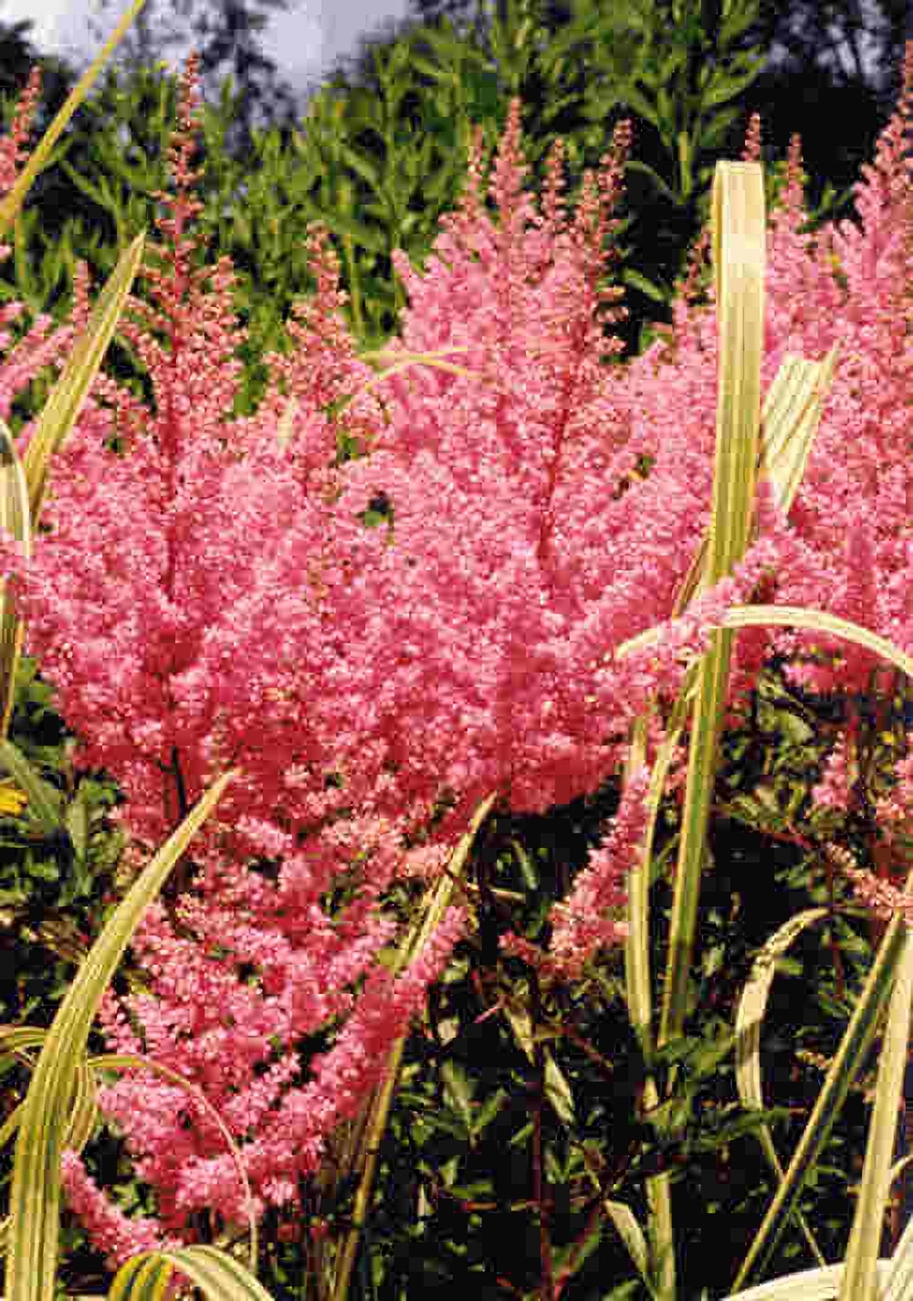 Превью изображения