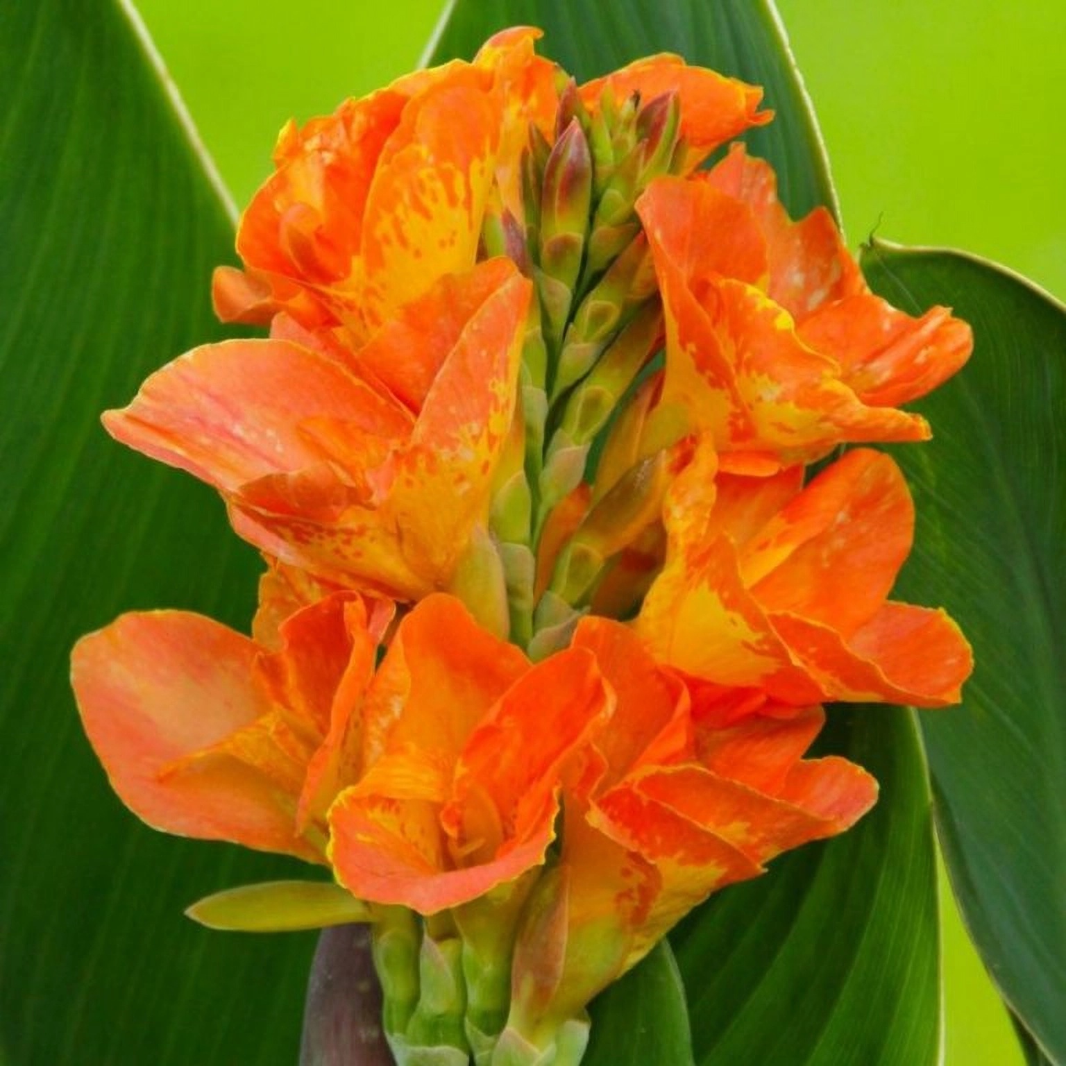 Превью изображения