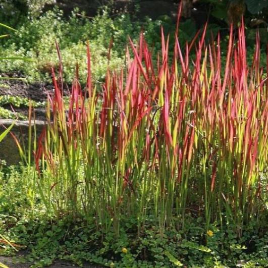 Превью изображения