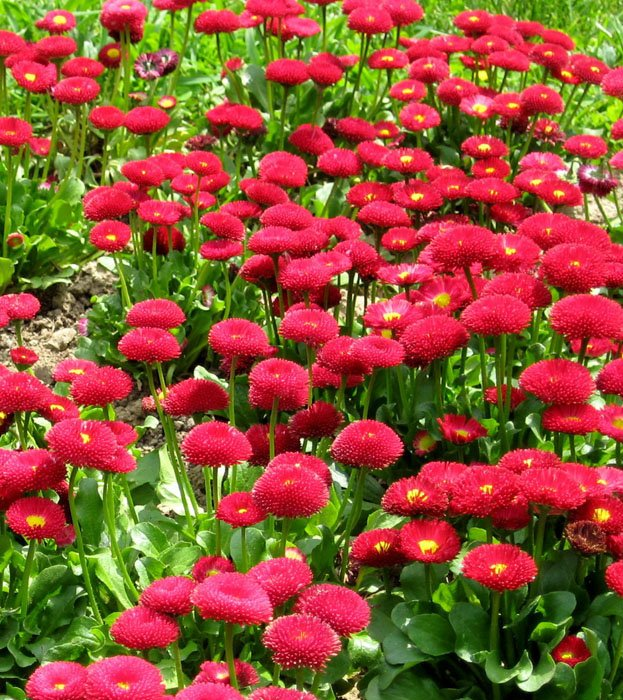 Превью изображения