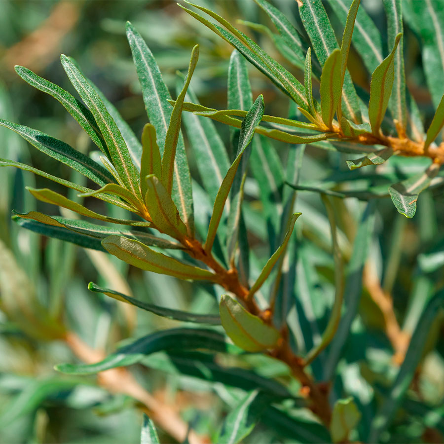 Превью изображения