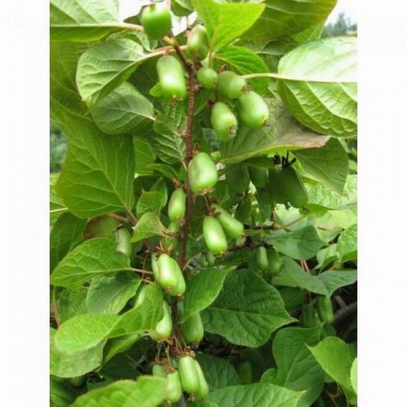 Превью изображения